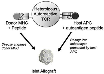 Diverse Routes of Allograft Tolerance Disruption by Memory T Cells